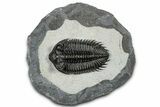 Top Quality Coltraneia Trilobite Fossil - Huge Faceted Eyes #328568-3